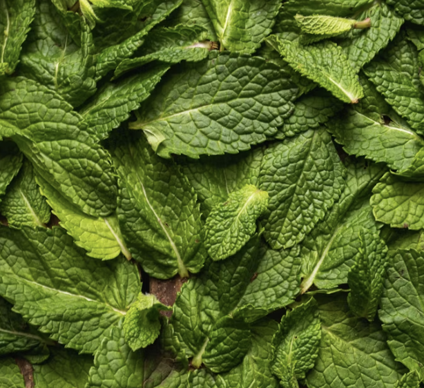 mint